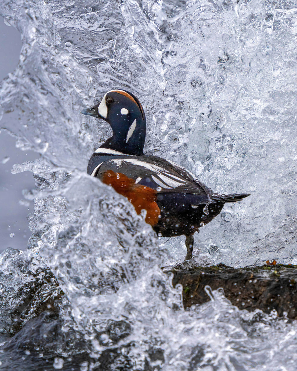 Harlequin duck standing on a rock with water splashing around it