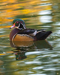 Wood duck swimming on a body of water with a blurred natural background