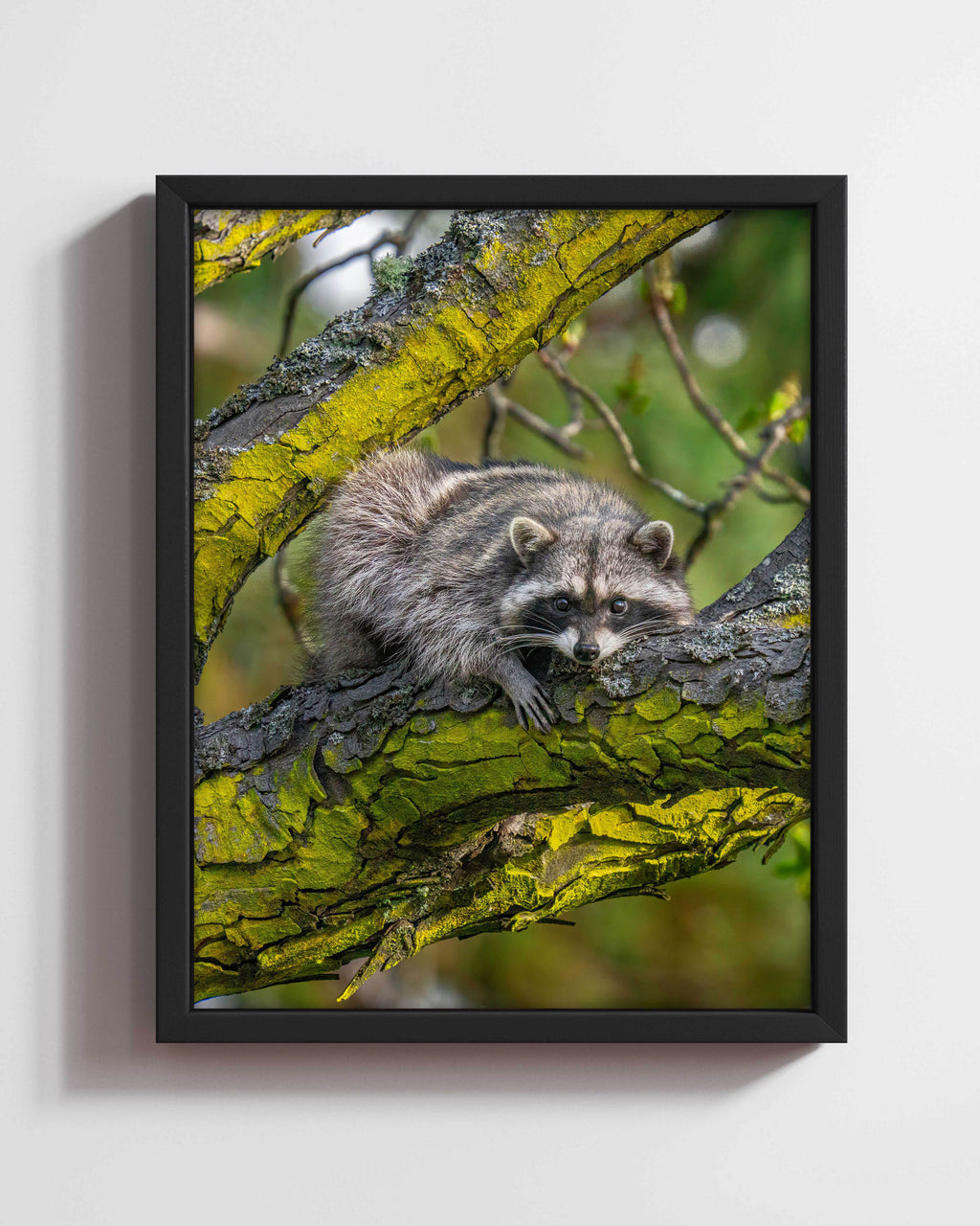 Lazy on Lichen