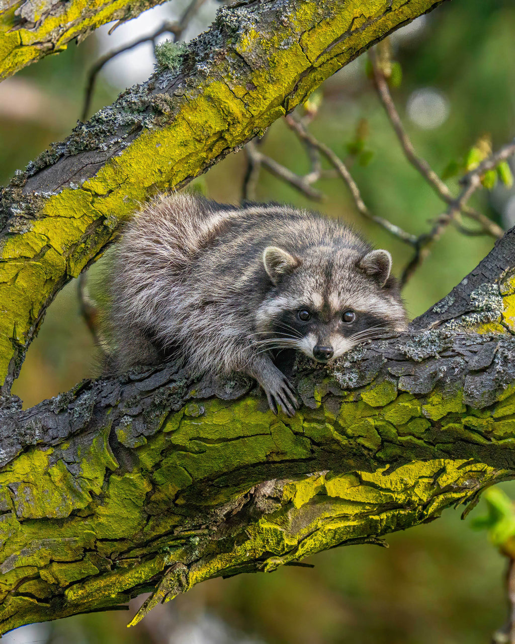 Lazy on Lichen