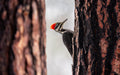 Red Barked Woodpecker