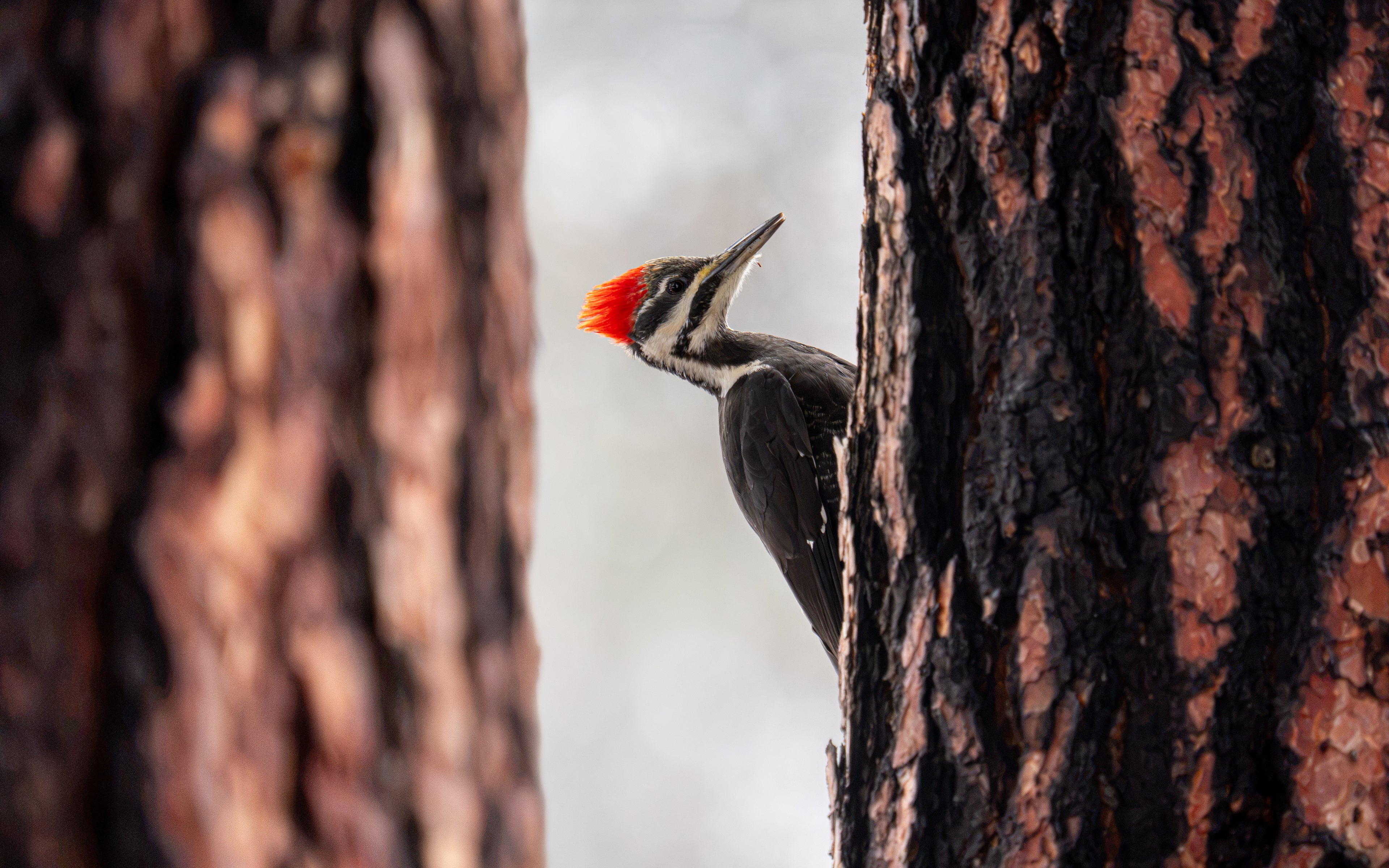 Red Barked Woodpecker