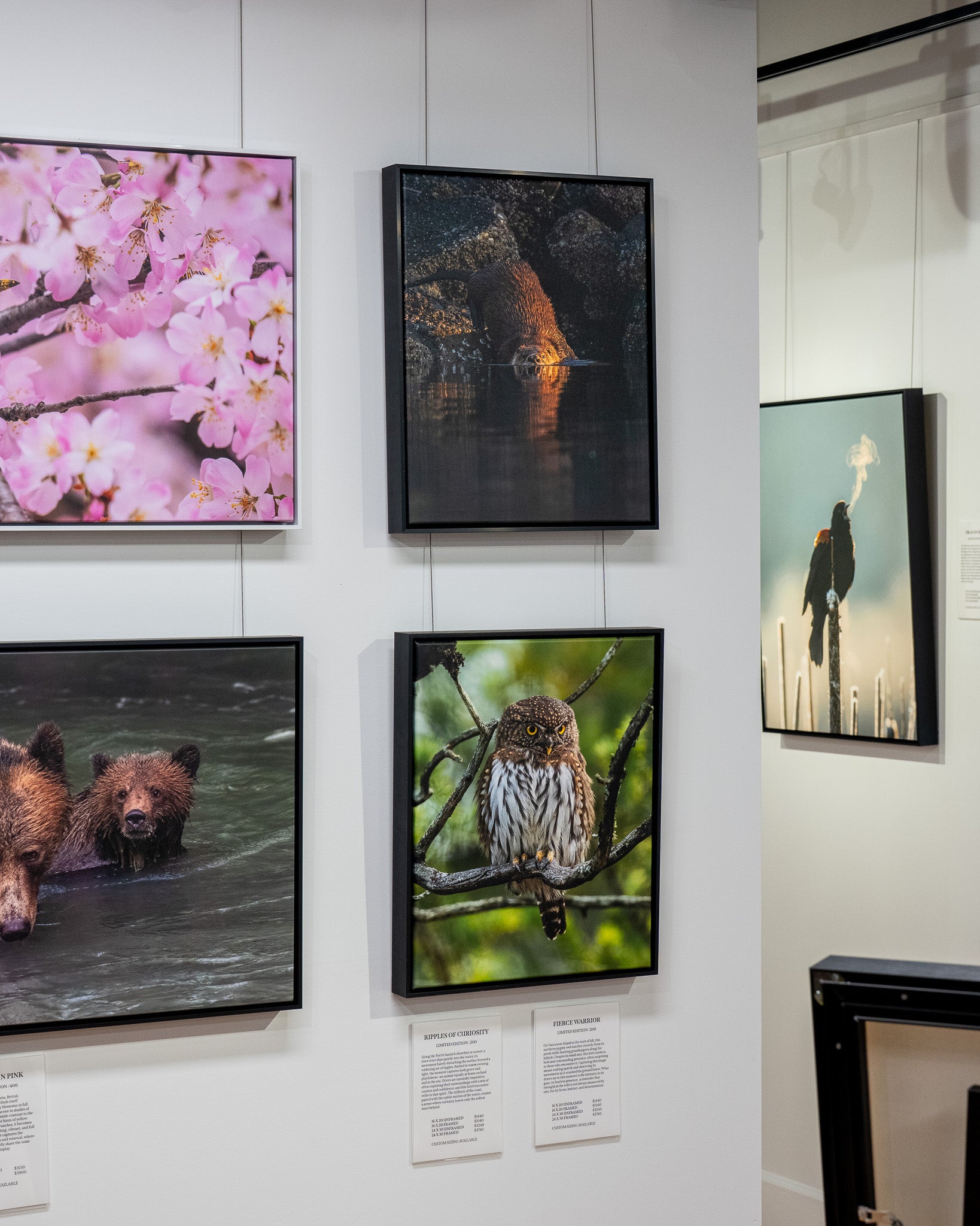 Art gallery wall with framed photographs of nature and animals.