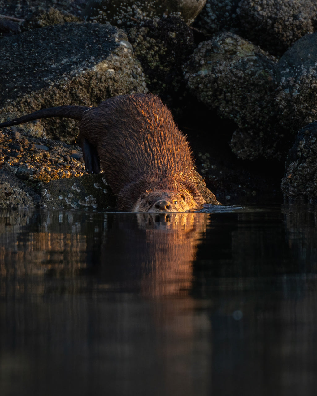 Otter partially submerged in water among rocks