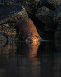 Otter partially submerged in water among rocks