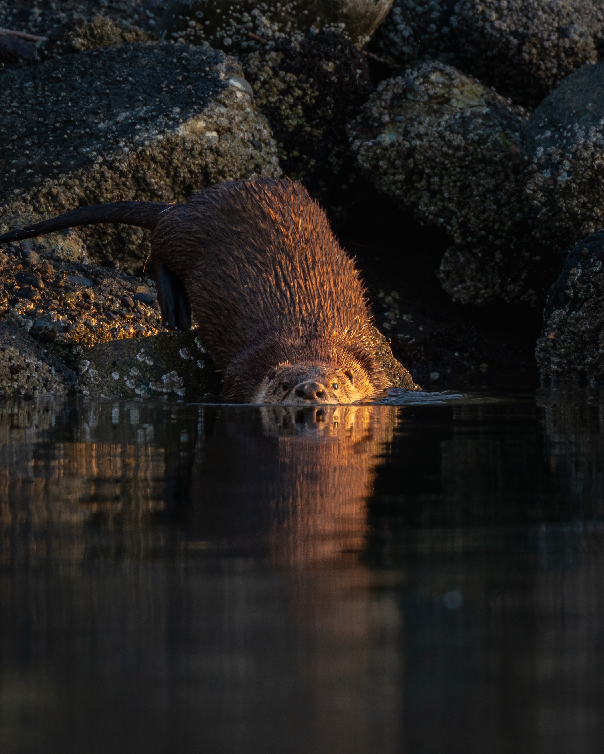 Otter partially submerged in water among rocks