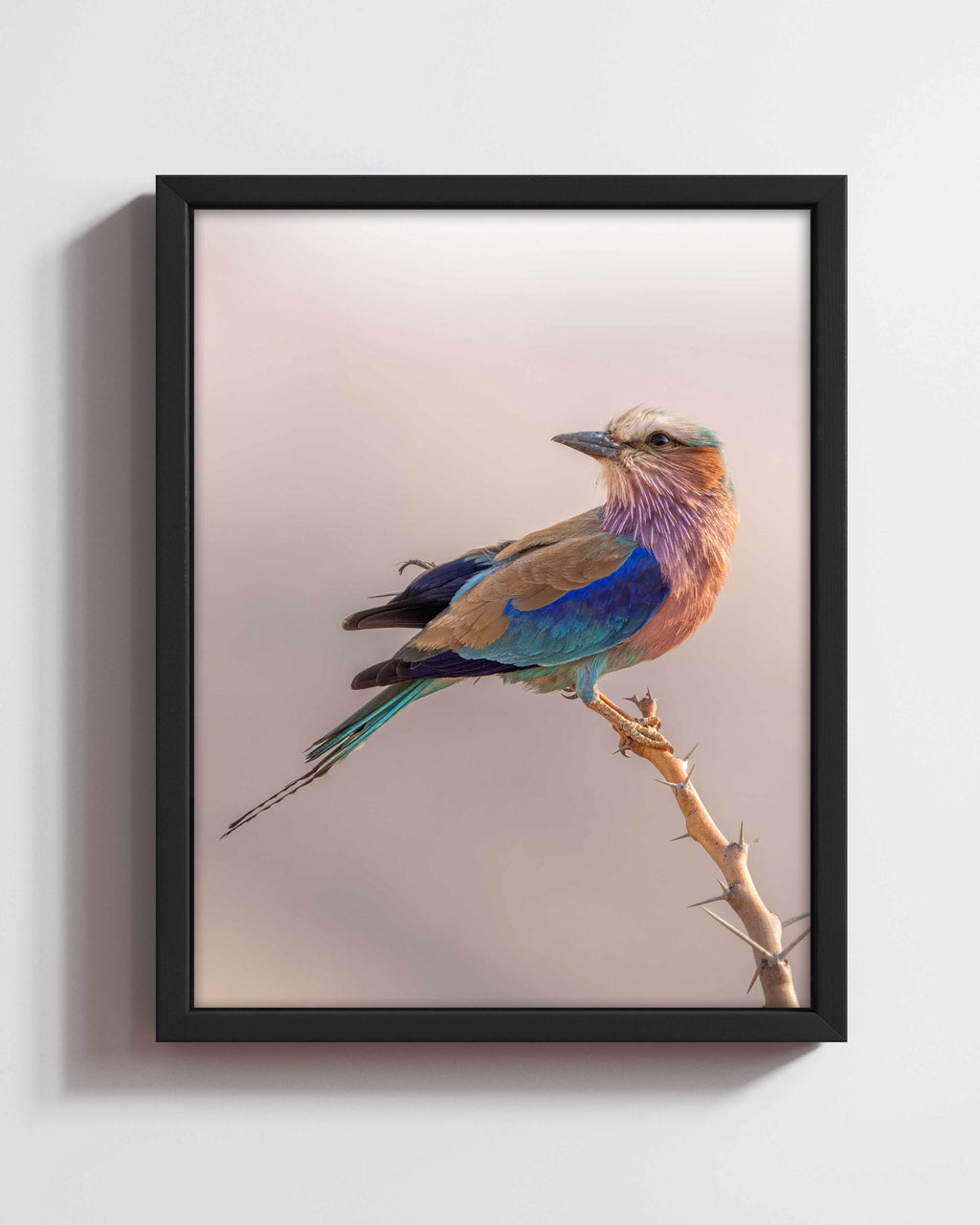 Eight Coloured Roller