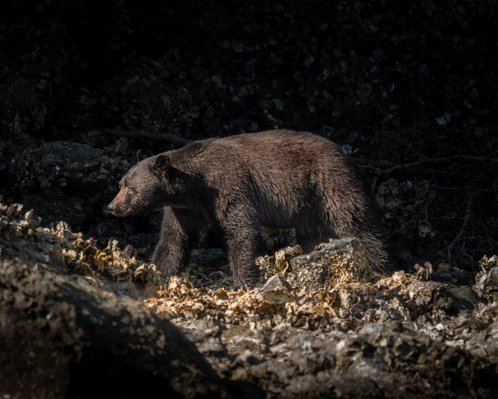 Bear walking on rocky terrain with dark background