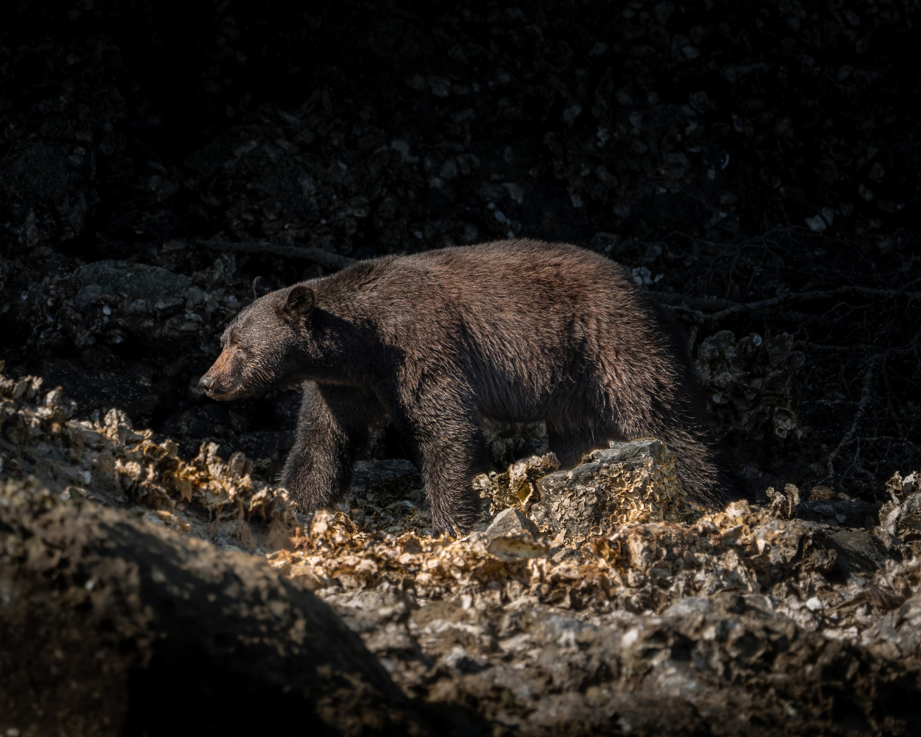 Bear walking on rocky terrain with dark background
