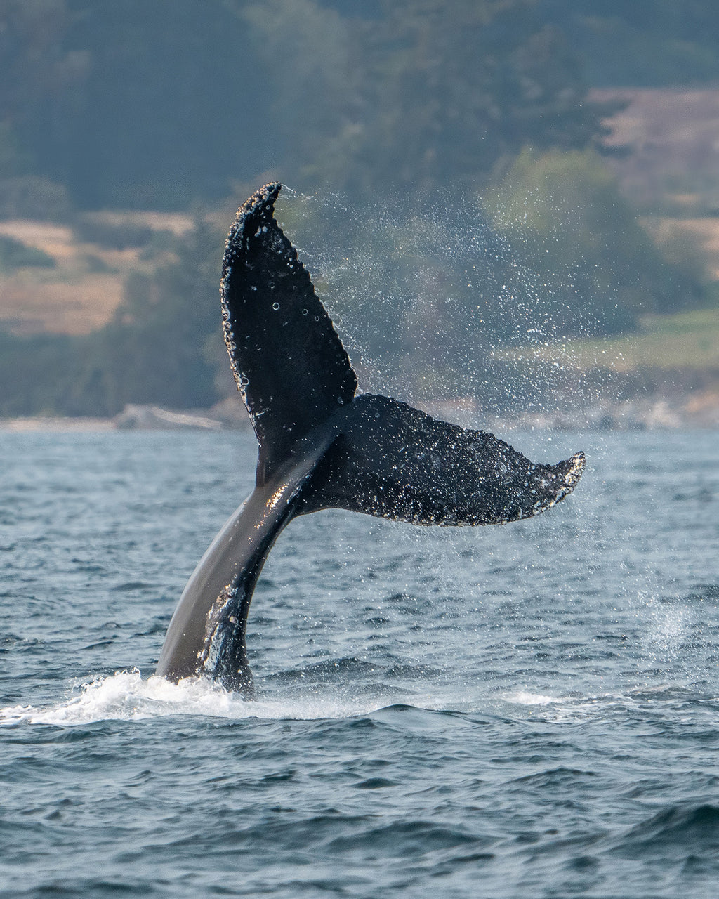 Tail Wave
