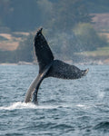 Tail Wave
