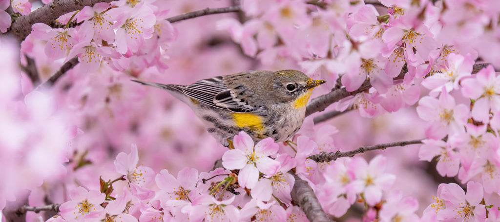 Warbler in Pink
