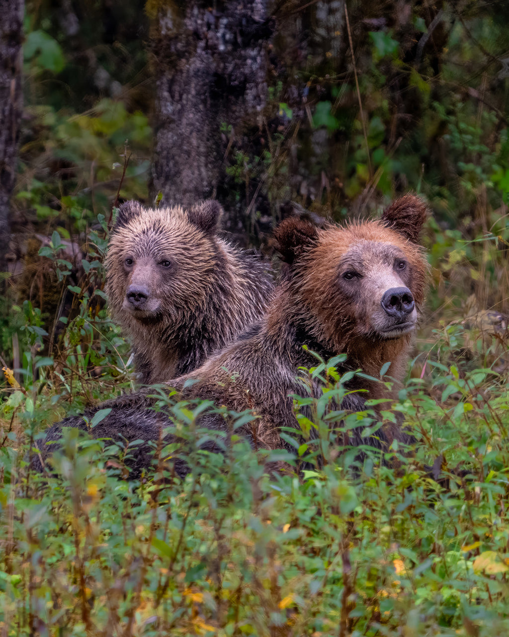Who's There?