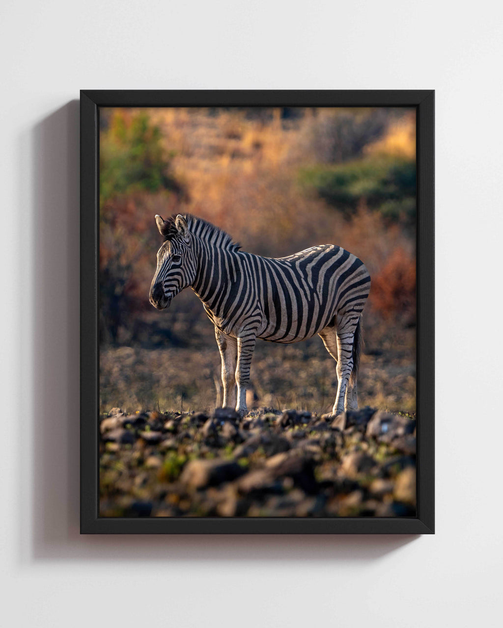 Colourful Stripes